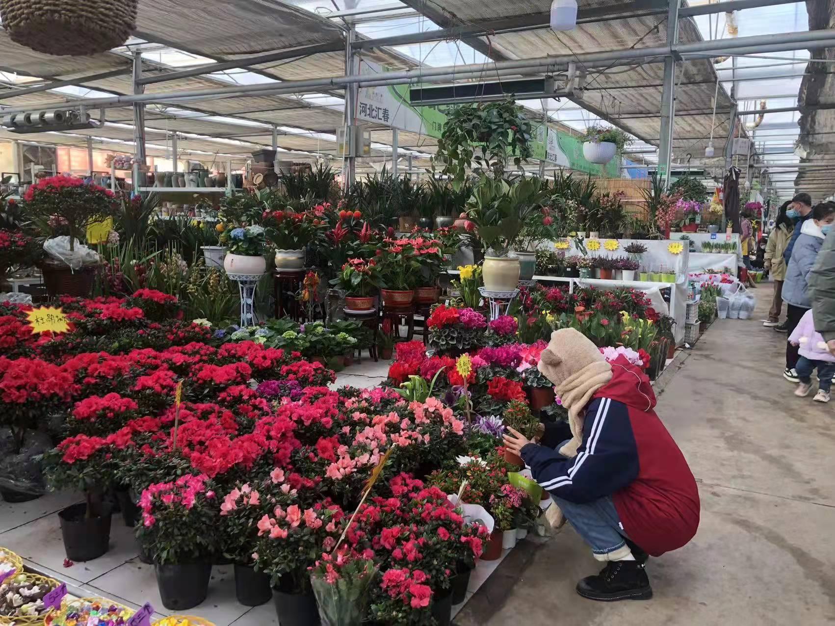 石家庄，历史与现代交织的璀璨夜景之城